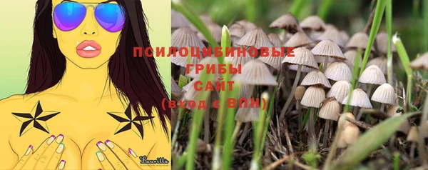 гидра Вязьма